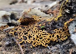 Attēlu rezultāti vaicājumam “Lycogala fuscoolearium spores”