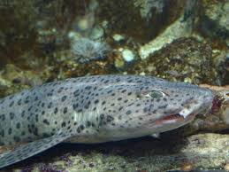 Image result for Poroderma pantherinum