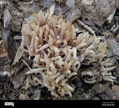 Attēlu rezultāti vaicājumam “Clavaria fumosa”