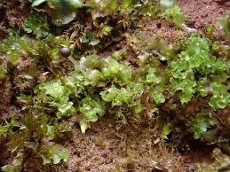 Attēlu rezultāti vaicājumam “Fossombronia wondraczekii spores”