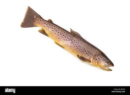 Image result for Salmo trutta
