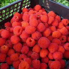 Attēlu rezultāti vaicājumam “Rubus illecebrosus fruit”