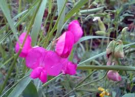 Attēlu rezultāti vaicājumam “Lathyrus tuberosus flower”