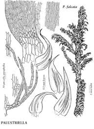 Attēlu rezultāti vaicājumam “Palustriella decipiens”