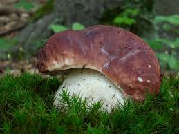 Attēlu rezultāti vaicājumam “Boletus pinophilus”