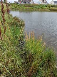 Attēlu rezultāti vaicājumam “Triglochin maritimum fruit”