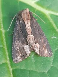 Attēlu rezultāti vaicājumam “Dypterygia scabriuscula”