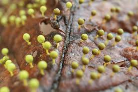 Attēlu rezultāti vaicājumam “Craterium aureum”