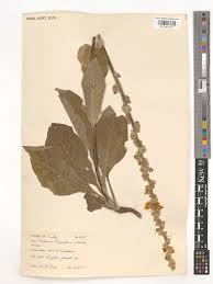 Attēlu rezultāti vaicājumam “Verbascum densiflorum leaf”