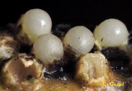 Attēlu rezultāti vaicājumam “Sphaerobolus stellatus”