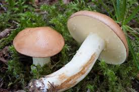 Attēlu rezultāti vaicājumam “Suillus granulatus”