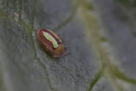 Attēlu rezultāti vaicājumam “Eupteryx vittata”