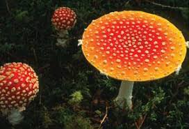 Attēlu rezultāti vaicājumam “Amanita muscaria”