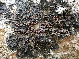 Attēlu rezultāti vaicājumam “Collema”