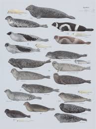 Image result for Phoca vitulina
