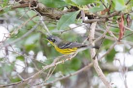 Image result for Dendroica magnolia