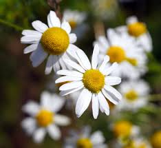 Image result for Kamille