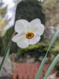 Attēlu rezultāti vaicājumam “Narcissus poeticus”