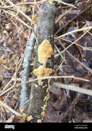 Attēlu rezultāti vaicājumam “Steccherinum ochraceum”