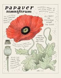 Image result for Papaver somniferum