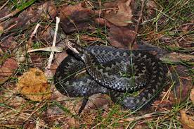 Attēlu rezultāti vaicājumam “Vipera berus adult”