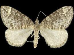 Attēlu rezultāti vaicājumam “Dysstroma truncata”