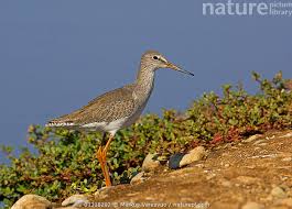 Attēlu rezultāti vaicājumam “Tringa totanus”