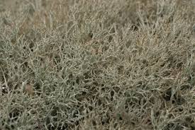 Attēlu rezultāti vaicājumam “Cladonia ciliata”