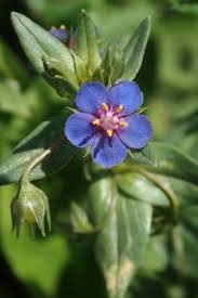Attēlu rezultāti vaicājumam “Anagallis arvensis”
