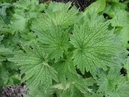 Attēlu rezultāti vaicājumam “Leonurus quinquelobatus leaf”