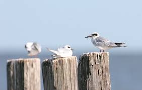 Image result for Sterna forsteri