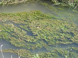 Attēlu rezultāti vaicājumam “Ceratophyllum submersum leaf”