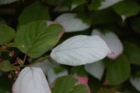 Attēlu rezultāti vaicājumam “Actinidia kolomikta”