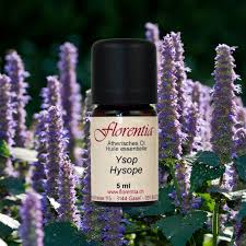 Image result for Ysop