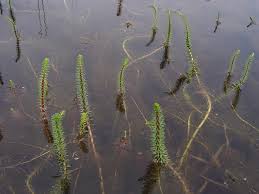 Attēlu rezultāti vaicājumam “Hippuris vulgaris”