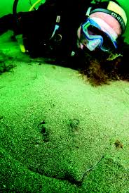 Image result for Stortford Divers