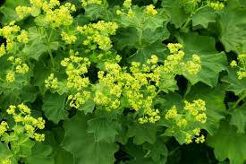 Attēlu rezultāti vaicājumam “Alchemilla vulgaris aggr. flower”