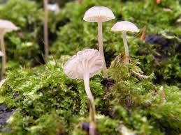 Attēlu rezultāti vaicājumam “Coprinus disseminatus”