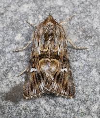 Attēlu rezultāti vaicājumam “Calophasia lunula”