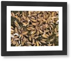 Attēlu rezultāti vaicājumam “Hypogastrura sp.”