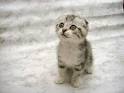 chats - Cats