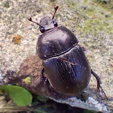 Attēlu rezultāti vaicājumam “Ctenicera pectinicornis male”