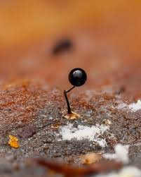 Attēlu rezultāti vaicājumam “Comatricha nigra macro”