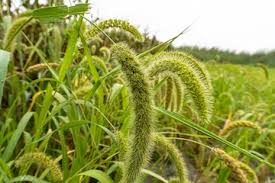 Attēlu rezultāti vaicājumam “Setaria viridis fruit”