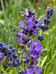 Attēlu rezultāti vaicājumam “Lavandula angustifolia”