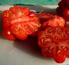 Afbeeldingsresultaat voor voyage tomato