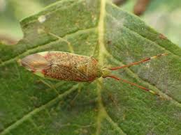 Attēlu rezultāti vaicājumam “Pantilius tunicatus imago”