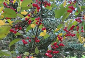 Attēlu rezultāti vaicājumam “Malus baccata fruit”