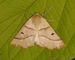 Attēlu rezultāti vaicājumam “Crocallis elinguaria”