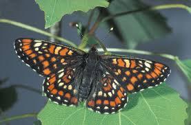 Attēlu rezultāti vaicājumam “Euphydryas maturna upperside”